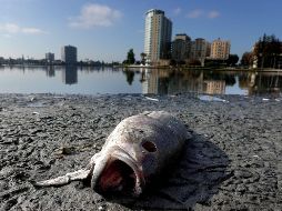 Cuadrillas de trabajadores empezaron a retirar los restos de cangrejos, rayas y diversas especies de peces que han comenzado a acumularse. AFP/J. Sullivan
