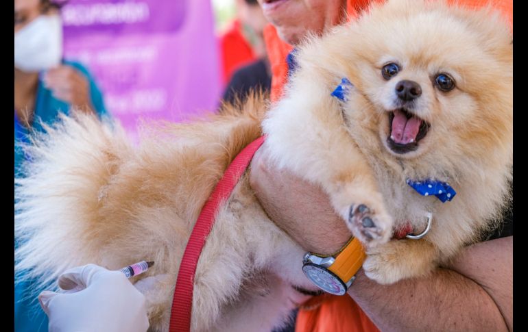 Esperan aplicar más de 292 mil vacunas contra la rabia a perros y gatos. ESPECIAL
