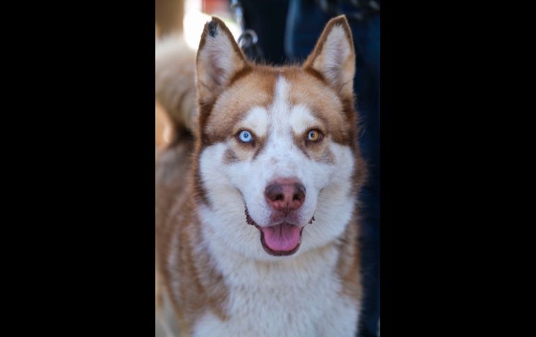 Habrá más de 430 puntos de vacunación para perros y gatos en todo el Estado. ESPECIAL