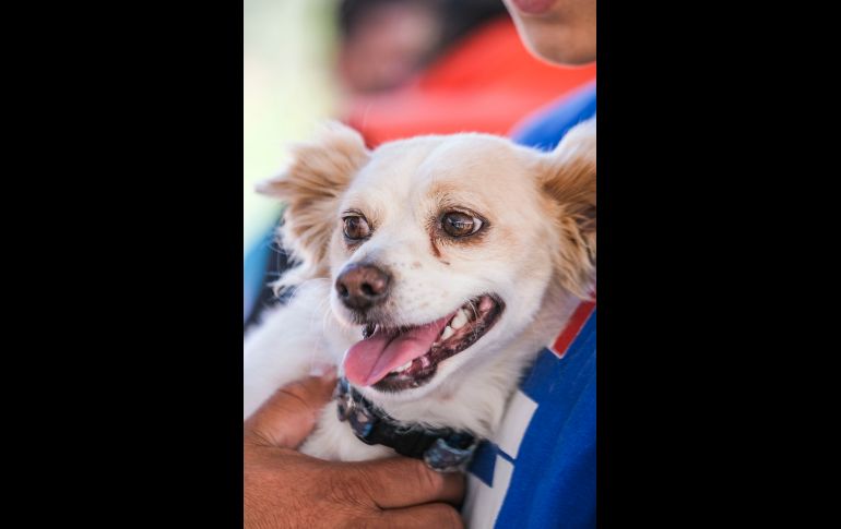 La rabia es una enfermedad 100% prevenible, informó la SSJ. ESPECIAL