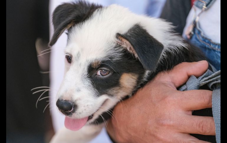 La vacunación antirrábica es gratuita. ESPECIAL