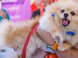 Hoy inició la jornada de vacunación contra la rabia en Jalisco. ESPECIAL