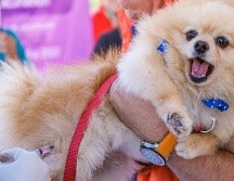 Hoy inició la jornada de vacunación contra la rabia en Jalisco. ESPECIAL