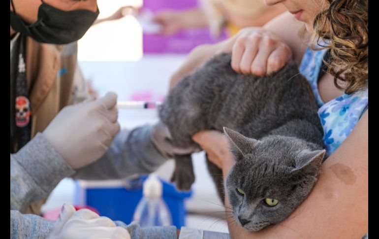 Los animales susceptibles a vacunar son aquellos que cuentan con su esquema de vacunación completo y su aplicación es anual. ESPECIAL