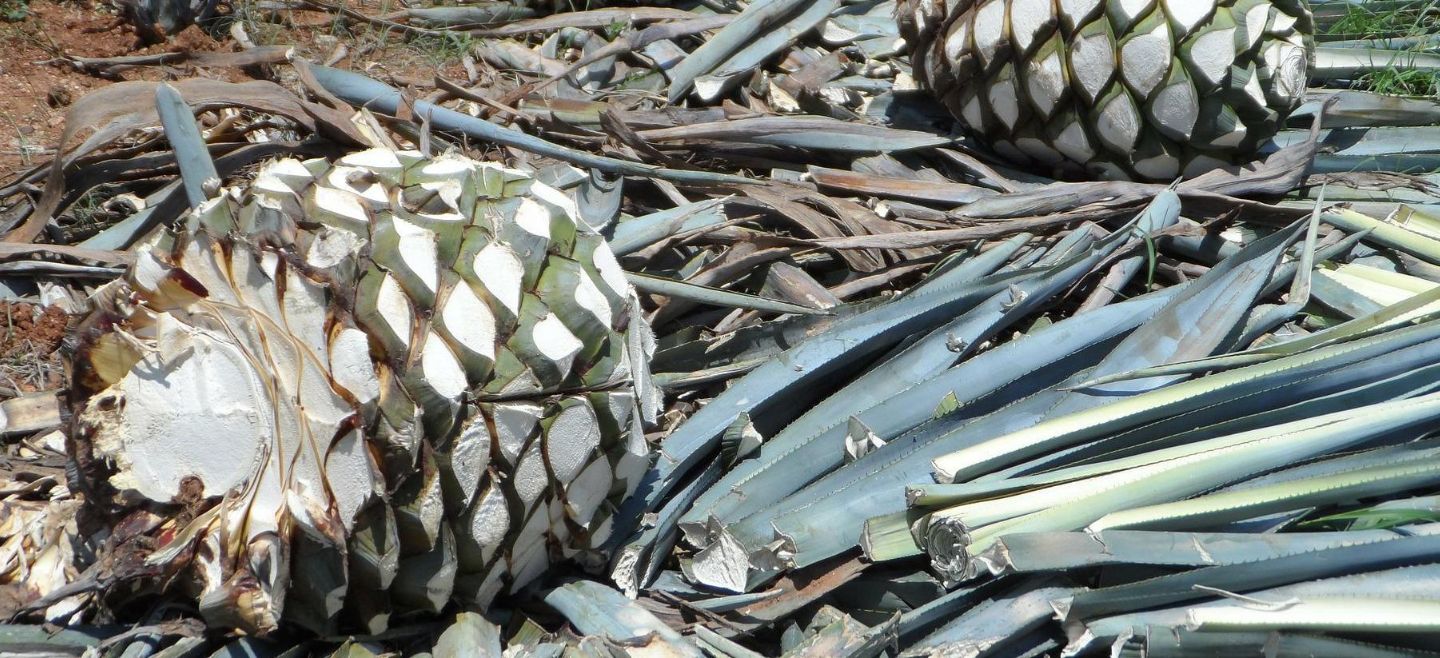 Para la creación de la huella, la caracterización isotópica es Carbono 13 y el Oxígeno 18. EL INFORMADOR/ Archivo