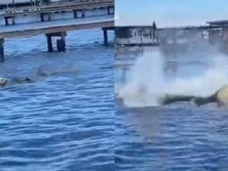 Un cachorro se llevó una sorpresa luego de lanzarse al mar para nadar junto a unos manatíes en Orange Beach, Alabama. INSTAGRAM / storyfulvideo