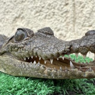 Hallan cocodrilo de pantano en un kinder de Tlajomulco (VIDEO)