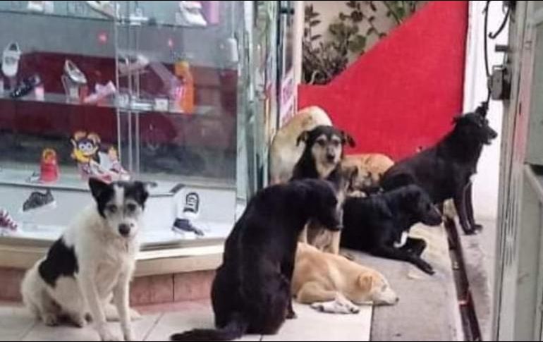 Usuarios aplaudieron la acción de los trabajadores de la zapatería. TWITTER / @OaxacaVende