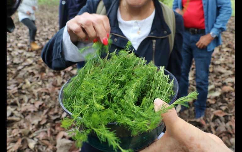Los recorridos pueden durar hasta dos horas y media, dependiendo de diferentes elementos del espacio para generar una experiencia sensorial y positiva. EL INFORMADOR/A. Navarro