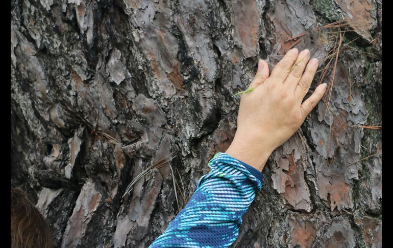 Los recorridos pueden durar hasta dos horas y media, dependiendo de diferentes elementos del espacio para generar una experiencia sensorial y positiva. EL INFORMADOR/A. Navarro