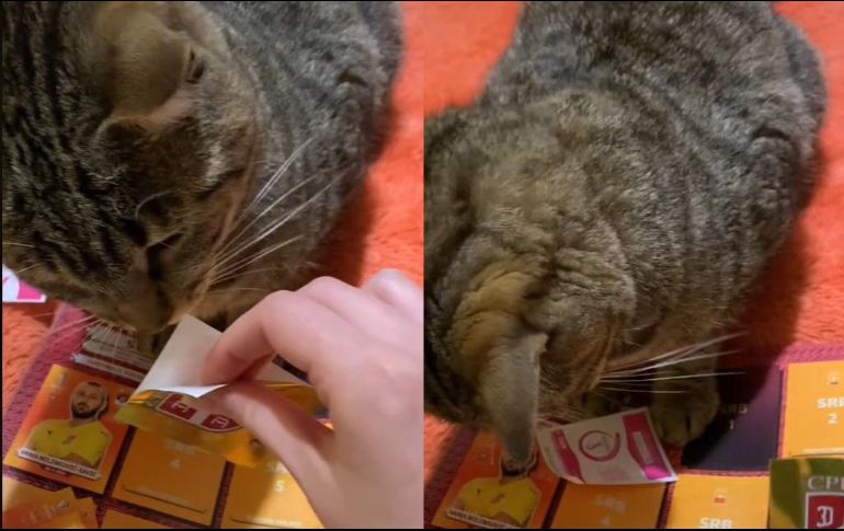 Dicho clip fue compartido hace unos días y hasta el momento cuenta con más de seis millones de reproducciones. ESPECIAL