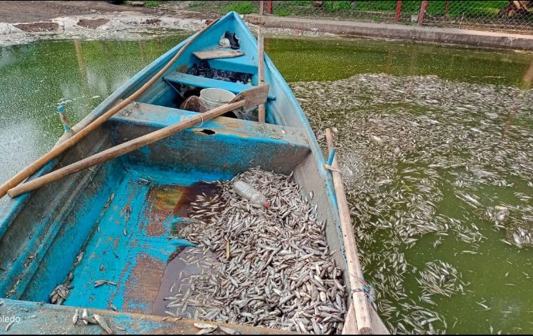 De acuerdo con autoridades, la situación no debe causar ninguna alarma, pues se trata de un proceso completamente natural y cíclico. ESPECIAL