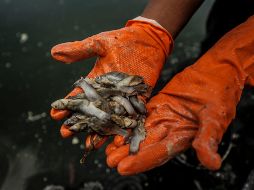 Tras darse a conocer la mortandad de los peces, el secretario de Salud estatal, Fernando Petersen, pidió verificar el origen de los alimentos que se consumen. EL INFORMADOR/ARCHIVO