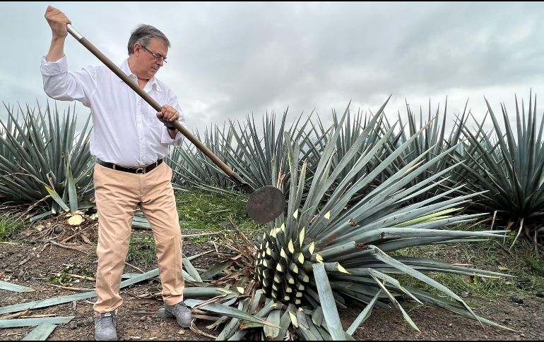 Durante su visita al municipio de Tequila, Marcelo Ebrard, titular de la SRE, platicó con trabajadores del campo, recorrió los campos de agave y se dio tiempo para conocer el proceso de la jima. EL INFORMADOR/A. Navarro