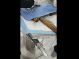 Por este hecho, el presidente municipal de San Pedro Garza, Miguel Treviño de Hoyos, indica en redes sociales que ya investigan los hechos. FACEBOOK / Paulina Pirsch