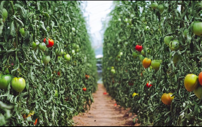 La investigación nació con el objetivo de desarrollar un tomate nutricionalmente mejorado. ESPECIAL/Foto de Markus Spiske en Unsplash