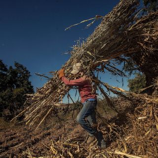 Inicia el Censo Agropecuario 2022: Inegi