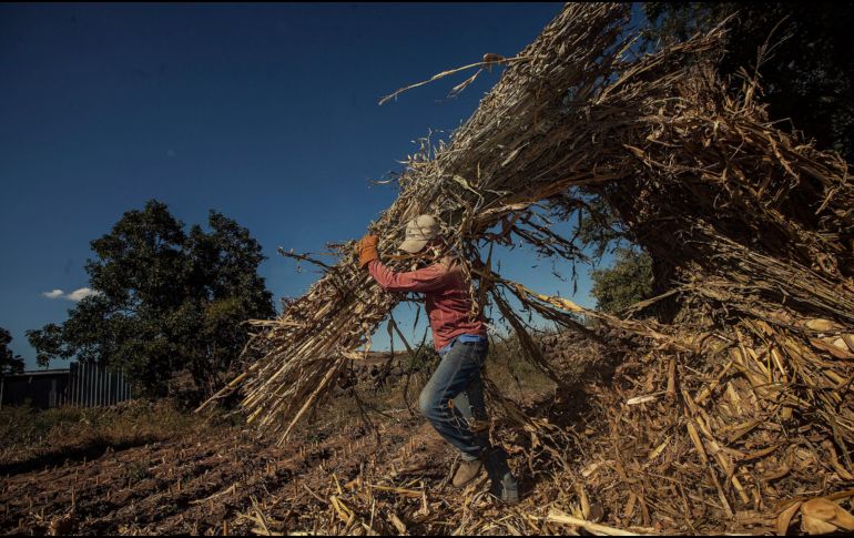 Las entrevistas se aplicarán por medio de dispositivos de cómputo móvil e Internet. EL INFORMADOR/ARCHIVO