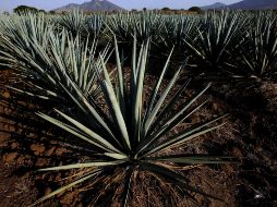 Acordaron formalizar alianzas para la sustentabilidad en la producción de tequila. AFP/ARCHIVO