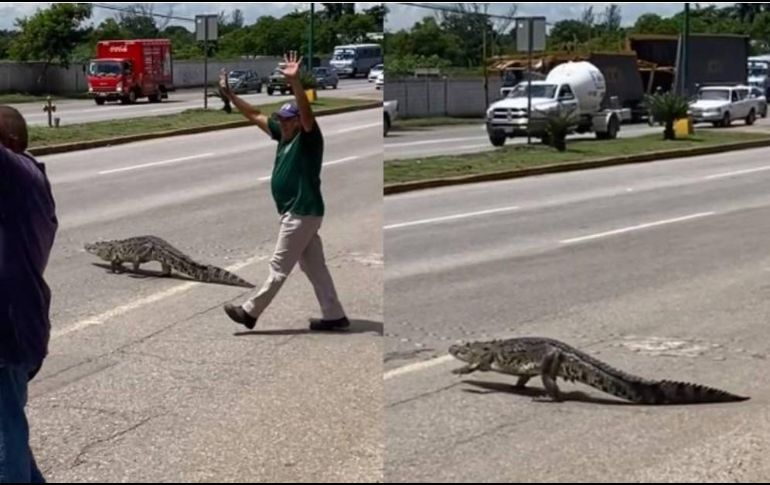 En el video de 24 segundos de duración se puede observar al reptil que tranquilamente cruza la avenida. ESPECIAL