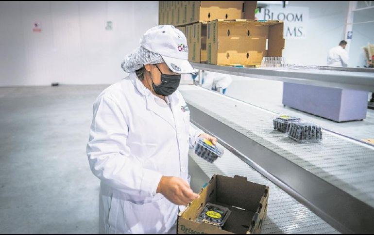 Las agroindustrias son parte de los cinco ejes de desarrollo económico en México. ESPECIAL