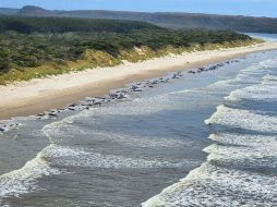 El incidente se produjo un día después de la muerte de 14 cachalotes que quedaron varados en una playa de la sureña isla King. AP/Departamento de Medio Ambiente de Tasmania