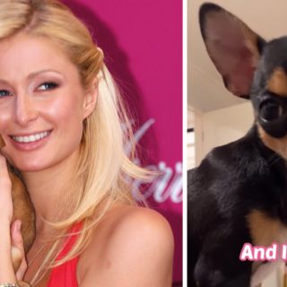 Con detectives, drones y una clarividente, Paris Hilton busca a su Chihuahua perdida