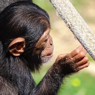 África: ¡El colmo! Secuestran a bebés chimpancés y exigen millonario rescate