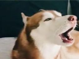 En el clip se puede apreciar que Ringo, nombre del perrito Husky, está acostado sobre una cama, esto mientras hace el sonido de la alarma. ESPECIAL