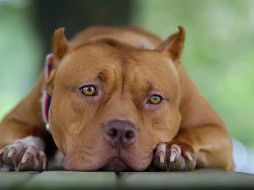 Los investigadores se preguntaron si los perros podrían sentir señales químicas para responder a los estados psicológicos de sus dueños; han concluido que sí. AP / ARCHIVO