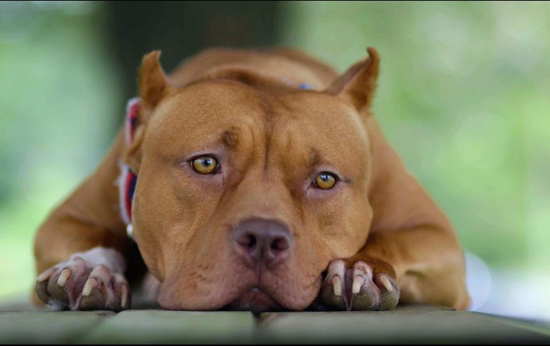 Los investigadores se preguntaron si los perros podrían sentir señales químicas para responder a los estados psicológicos de sus dueños; han concluido que sí. AP / ARCHIVO