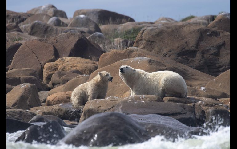 En la bahía canadiense de Hudson, en pleno verano, los osos polares toman el sol frente a las olas, lejos de la banquisa, y de sus presas, las focas. AFP/O. Morin