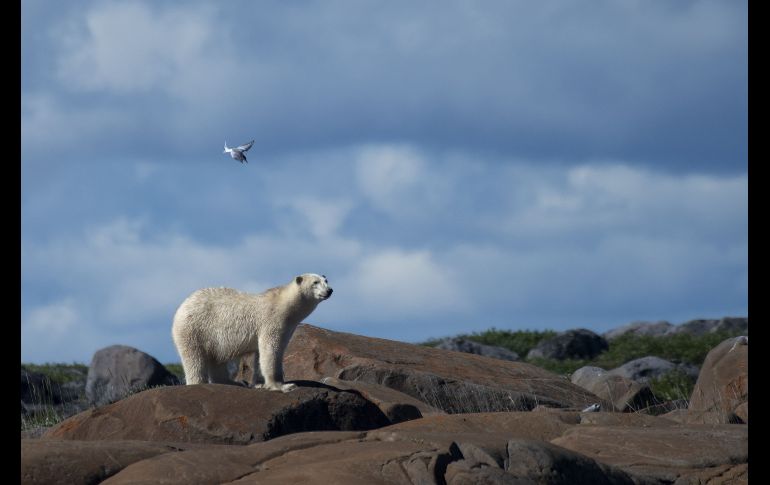 En la bahía canadiense de Hudson, en pleno verano, los osos polares toman el sol frente a las olas, lejos de la banquisa, y de sus presas, las focas. AFP/O. Morin