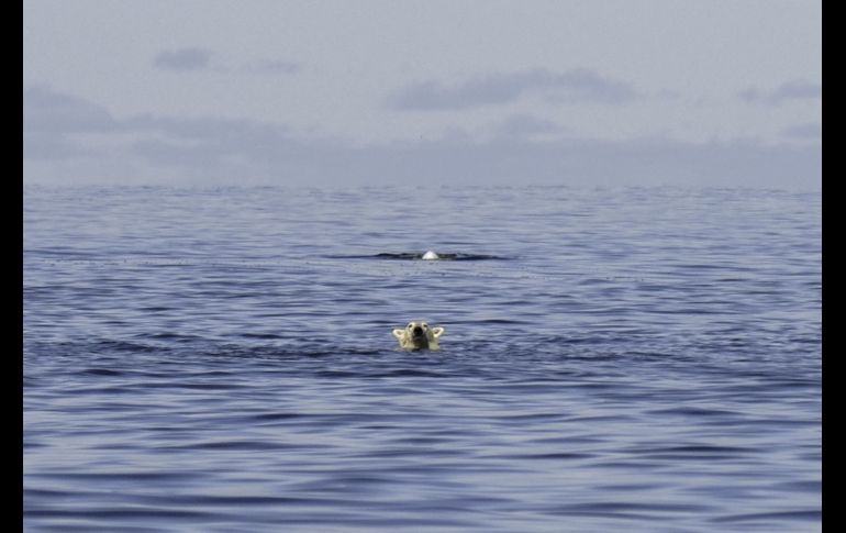 En la bahía canadiense de Hudson, en pleno verano, los osos polares toman el sol frente a las olas, lejos de la banquisa, y de sus presas, las focas. AFP/O. Morin
