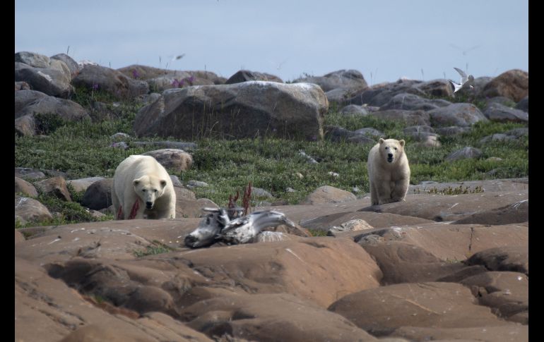 En la bahía canadiense de Hudson, en pleno verano, los osos polares toman el sol frente a las olas, lejos de la banquisa, y de sus presas, las focas. AFP/O. Morin