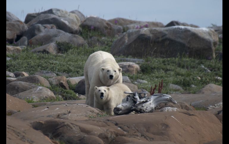 En la bahía canadiense de Hudson, en pleno verano, los osos polares toman el sol frente a las olas, lejos de la banquisa, y de sus presas, las focas. AFP/O. Morin