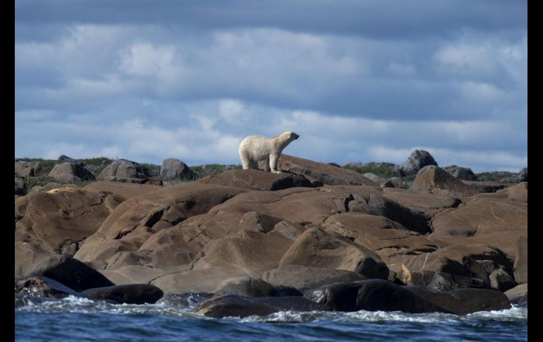 En la bahía canadiense de Hudson, en pleno verano, los osos polares toman el sol frente a las olas, lejos de la banquisa, y de sus presas, las focas. AFP/O. Morin