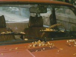 Octubre se asocia ya con el otoño. AP/ARCHIVO