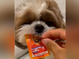 El perrito se hizo popular en redes con esta curiosa ayuda. ESPECIAL