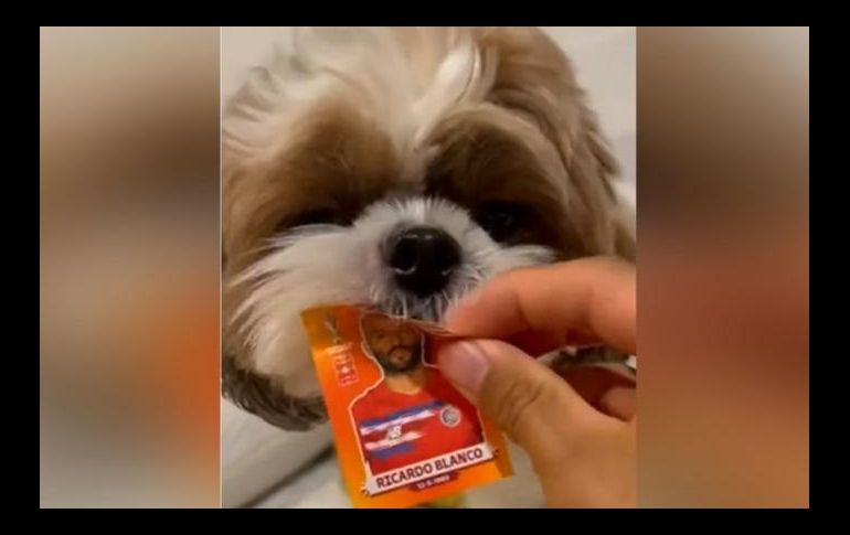 El perrito se hizo popular en redes con esta curiosa ayuda. ESPECIAL
