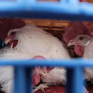 España: El país registra un caso leve de gripe aviar en humanos