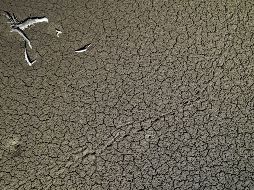 Las consecuencias de esa sequía impactaron en el sector agrícola de decenas de países. EFE/J. Diges