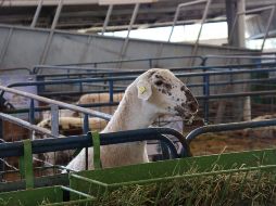 La Expo Ganadera estará abierta al público del 20 de octubre al 13 de noviembre. EL INFORMADOR/ARCHIVO