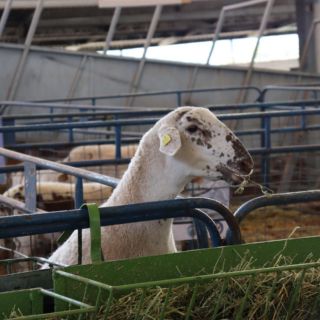 Anuncian nuevas medidas de seguridad y movilidad en la Expo Ganadera 2022