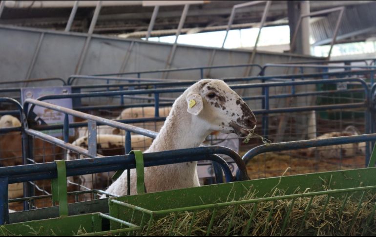 La Expo Ganadera estará abierta al público del 20 de octubre al 13 de noviembre. EL INFORMADOR/ARCHIVO