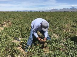Destacaron que han logrado mantener a Jalisco como el segundo productor nacional de carne bovina, después de Veracruz. EFE / ARCHIVO