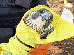 Se trata de un Halcón Peregrino, cuya especie está sujeta a protección especial ESPECIAL