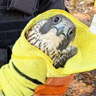 Policía de Guadalajara: Rescatan halcón herido en peligro de extinción en Providencia