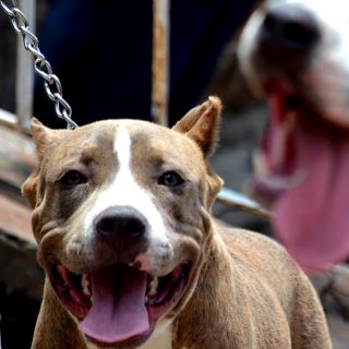 ¡Fiel guardián! Pitbull casi le arranca el brazo a ladrón; familiares piden sacrificarlo