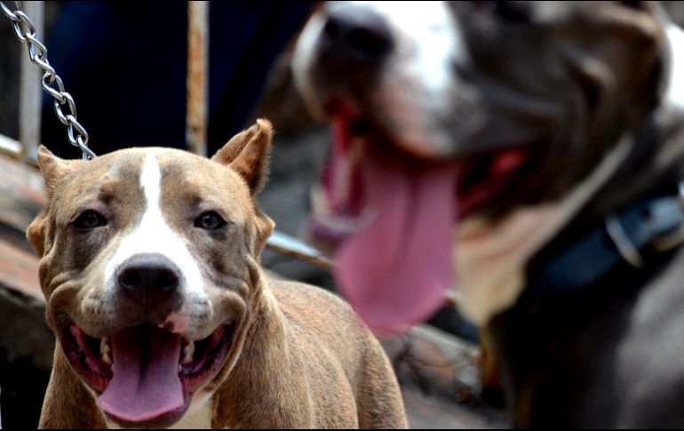 En Internet celebran la acción de 